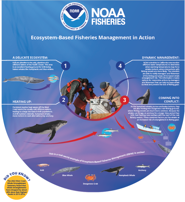 Infographic titled Ecosystem-Based Fisheries Management in Action explaining a four-part example of ebfm in action involving krill and baleen whales, marine heat waves, dangerous interactions with the fishing community, and dyanmic management from scientists, managers, and fishermen.