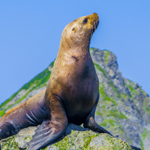 Endangered_Thumbnail.jpg