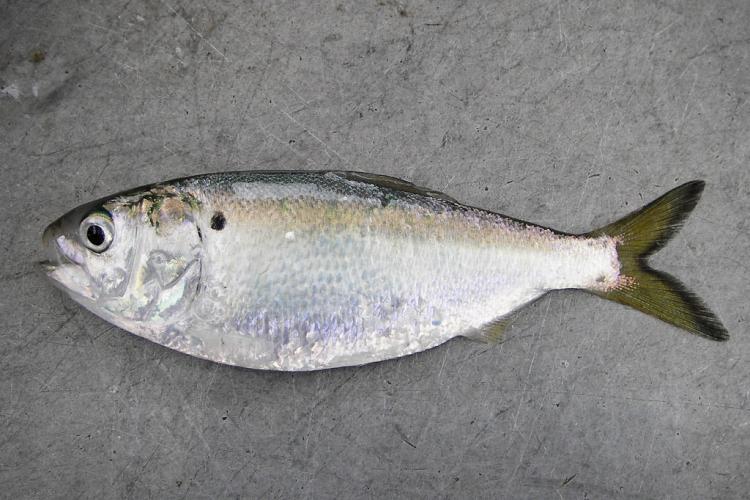 menhaden credit Virginia Institute of Marine Science.jpg
