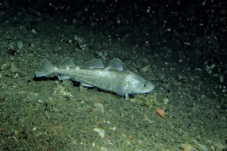 Pacific cod fish with grayish-brown coloring and patterning on its side resting on the ocean floor.