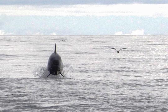 A dolphin leaping out of the water.