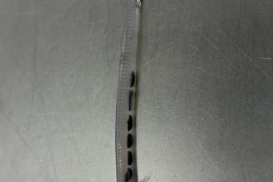 A long, slender, white fish with black spots along its belly.