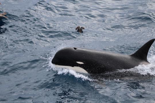 A type D killer whale swims at the surface of the ocean. It has a small white mark near its eye and a white belly.