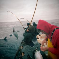 4000x3000-Albacore Tagging-2012-Helena AryafarJPG Fishermen catch and tag albacore tuna