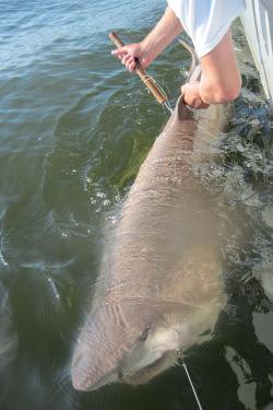 Arms lean over the edge of a boat to tag a sand tiger shark in the water.