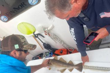 Two fishermen measure a cod with a ruler while one of them holds a mobile phone to take a photo.