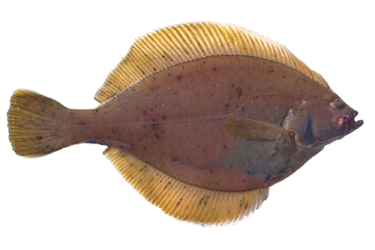 Yellowfin sole flatfish right-facing with white background