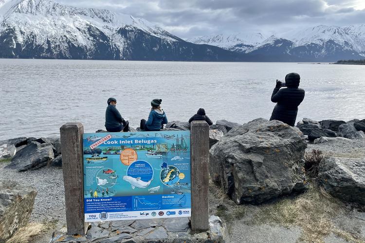 Endangered Cook Inlet Beluga Whale infographic sign sits in the foreground with four people bundled up in coats and hats sit or stand along the rocks overlooking a water and snow-covered mountains.
