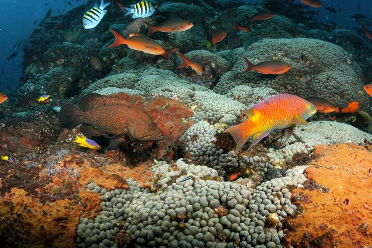 Underwater photograph of coral reefs and many colorful fish swimming around.