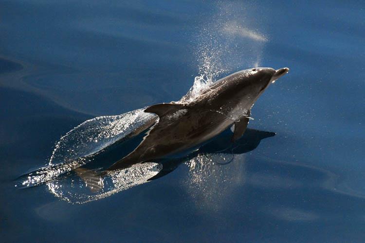Atlantic spotted dolphin photographed surfacing from above and slightly behind