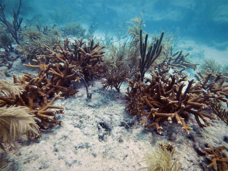 Orange-brown branching coral mixed in with light tan feather-like coral on a sandy seafloor