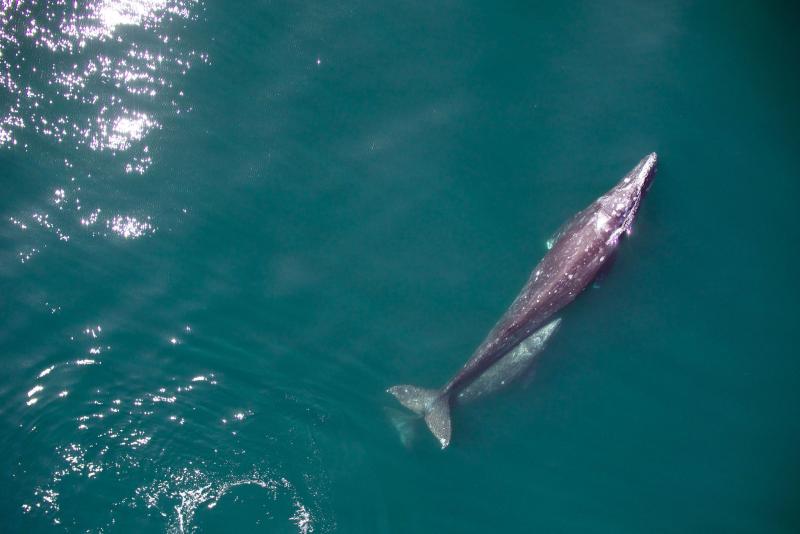 A gray whale and her calft migrate north along the California coast