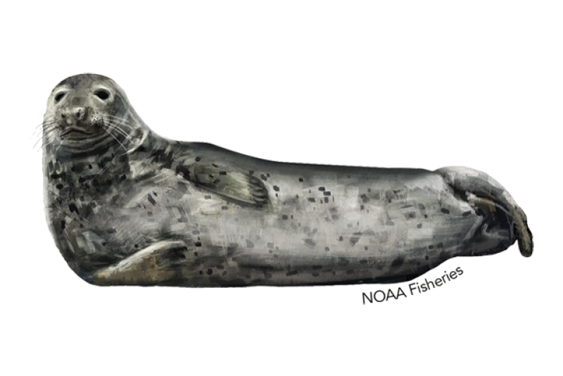 640x427-gray-seal.png
